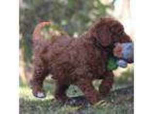 Labradoodle Puppy for sale in Topeka, IN, USA