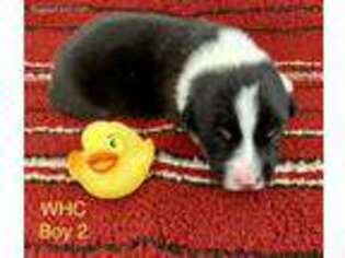 Pembroke Welsh Corgi Puppy for sale in Jefferson, TX, USA