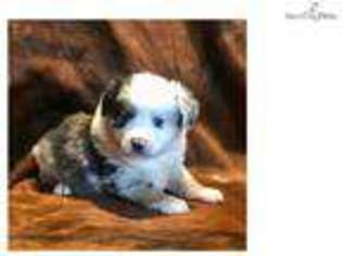 Miniature Australian Shepherd Puppy for sale in Joplin, MO, USA