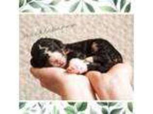 Bernese Mountain Dog Puppy for sale in Stevens Point, WI, USA