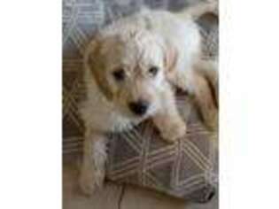 Labradoodle Puppy for sale in Kuna, ID, USA