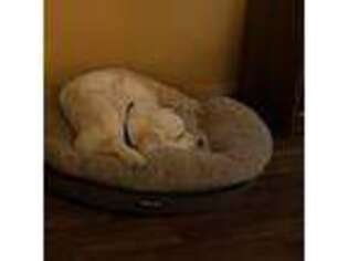 Golden Retriever Puppy for sale in Green Valley, AZ, USA