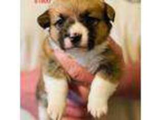 Pembroke Welsh Corgi Puppy for sale in Rochester, IN, USA