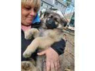 German Shepherd Dog Puppy for sale in Wareham, MA, USA
