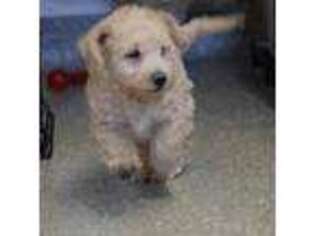 Labradoodle Puppy for sale in Seneca, KS, USA