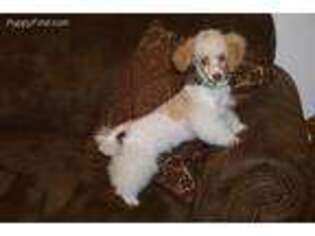 Mutt Puppy for sale in Pelham, GA, USA