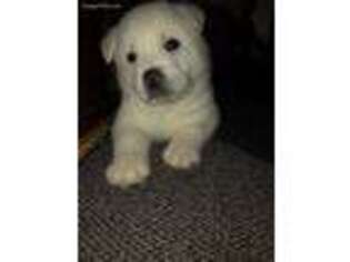 Akita Puppy for sale in Jersey Shore, PA, USA