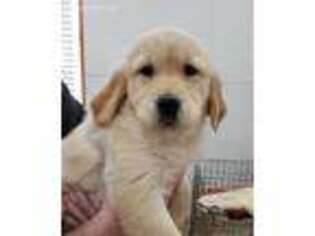 Golden Retriever Puppy for sale in Fenton, MI, USA