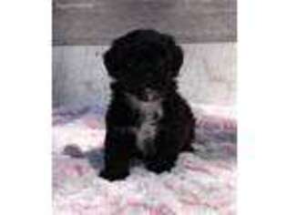 Shih-Poo Puppy for sale in Berlin, OH, USA