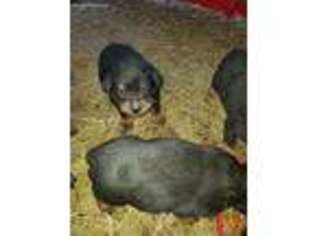 Rottweiler Puppy for sale in Worthington, WV, USA