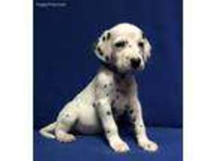 Dalmatian Puppy for sale in Cresco, PA, USA