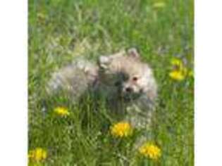 Pomeranian Puppy for sale in Rock Island, IL, USA
