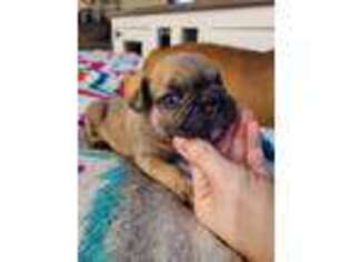 French Bulldog Puppy for sale in Westlake, LA, USA