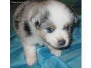 Miniature Australian Shepherd Puppy for sale in Myakka City, FL, USA