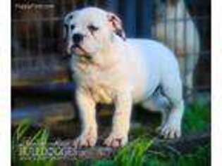 Olde English Bulldogge Puppy for sale in Pelham, TN, USA
