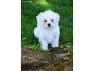 Maltese Puppy for sale in Ronks, PA, USA