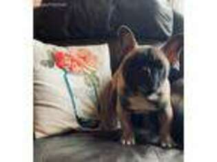 French Bulldog Puppy for sale in West Brookfield, MA, USA