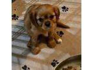 Cavalier King Charles Spaniel Puppy for sale in Kyle, TX, USA