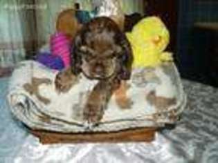 Cocker Spaniel Puppy for sale in Williamsport, OH, USA