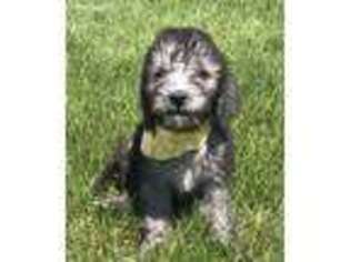 Bedlington Terrier Puppy for sale in Peru, IL, USA