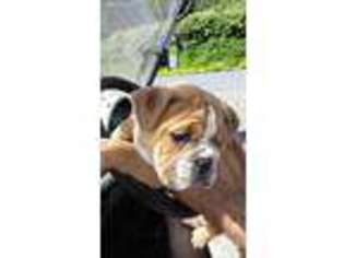 Bulldog Puppy for sale in Breesport, NY, USA