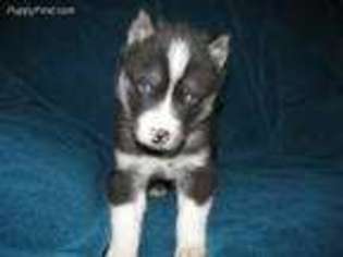 Siberian Husky Puppy for sale in Munfordville, KY, USA