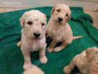 Goldendoodle Puppy for sale in Pocatello, ID, USA