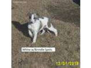 Whippet Puppy for sale in Winnsboro, TX, USA