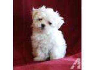 Maltese Puppy for sale in RICHLAND, WA, USA