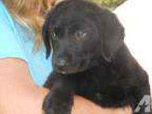 Labrador Retriever Puppy for sale in SANTA FE, NM, USA