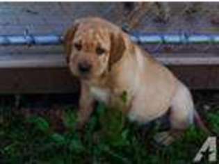 Labrador Retriever Puppy for sale in WILKES BARRE, PA, USA