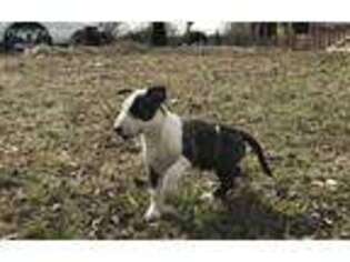 Bull Terrier Puppy for sale in Mcalester, OK, USA