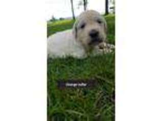 Mutt Puppy for sale in Freedom, NY, USA