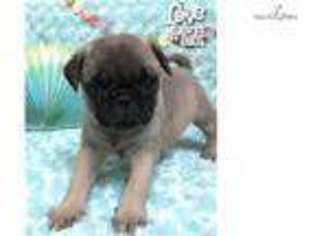 Pug Puppy for sale in Hattiesburg, MS, USA