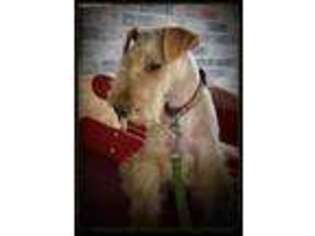 Lakeland Terrier Puppy for sale in Unknown, , USA