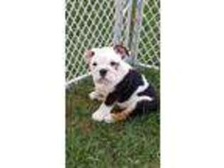 Bulldog Puppy for sale in Reisterstown, MD, USA