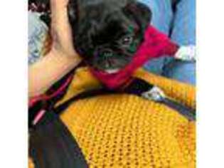 Pug Puppy for sale in Thomasville, NC, USA