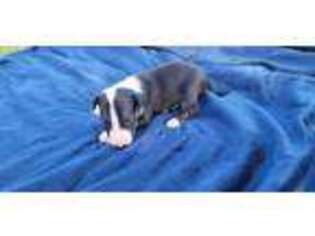 Bull Terrier Puppy for sale in Ona, FL, USA