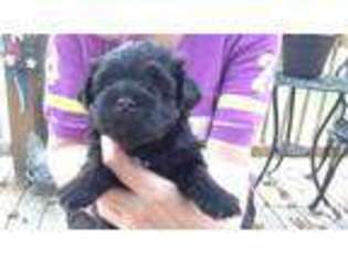 Havanese Puppy for sale in MEDINA, OH, USA