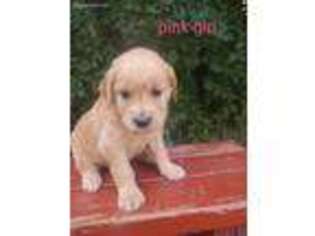 Golden Retriever Puppy for sale in Newdale, ID, USA
