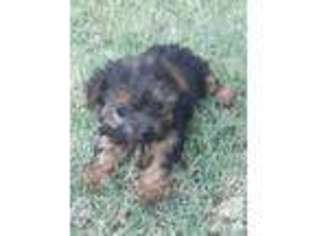 Yorkshire Terrier Puppy for sale in LAWTON, OK, USA