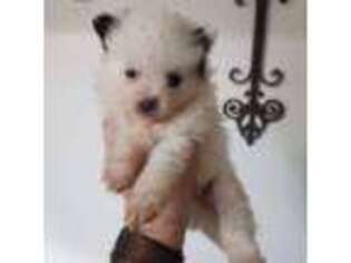 Pomeranian Puppy for sale in Lincoln, NE, USA