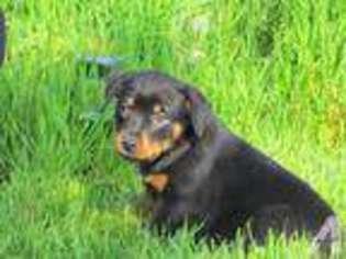 Rottweiler Puppy for sale in WEST BEND, WI, USA