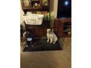 Olde English Bulldogge Puppy for sale in Kingston, OK, USA