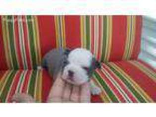 Boston Terrier Puppy for sale in Cedar Falls, IA, USA