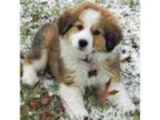 Bernese Mountain Dog Puppy for sale in Phillipsburg, NJ, USA