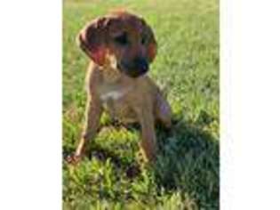 Rhodesian Ridgeback Puppy for sale in Kissimmee, FL, USA