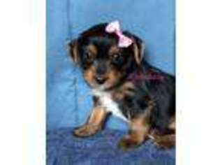 Yorkshire Terrier Puppy for sale in Leesburg, AL, USA