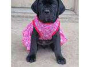 Cane Corso Puppy for sale in Lavon, TX, USA