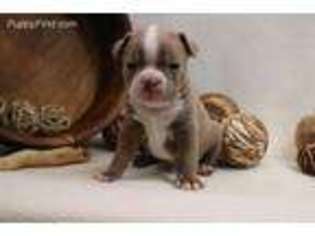Boston Terrier Puppy for sale in Tome, NM, USA
